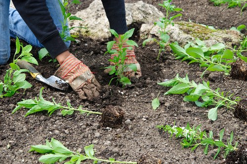 Close-up photo evidence of garden work with date stamp