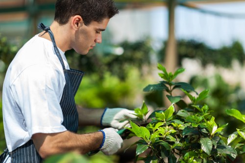 Eco-friendly hedge trimming practices in Southwark